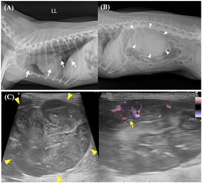 Case report: Adjuvant therapy with toceranib for an incompletely resected renal cell carcinoma with suspected pulmonary metastasis in a dog